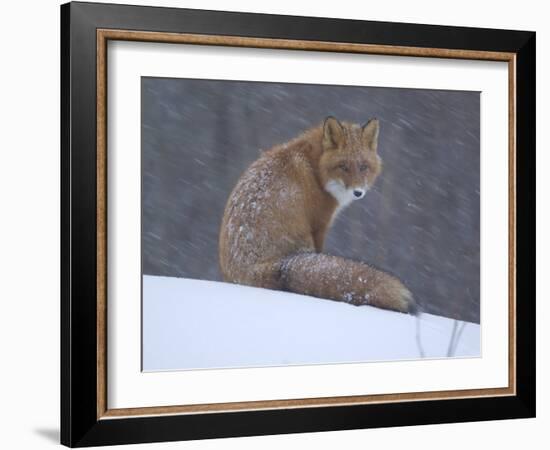 Red Fox Sitting in Snow, Kronotsky Nature Reserve, Kamchatka, Far East Russia-Igor Shpilenok-Framed Photographic Print