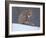 Red Fox Sitting in Snow, Kronotsky Nature Reserve, Kamchatka, Far East Russia-Igor Shpilenok-Framed Photographic Print