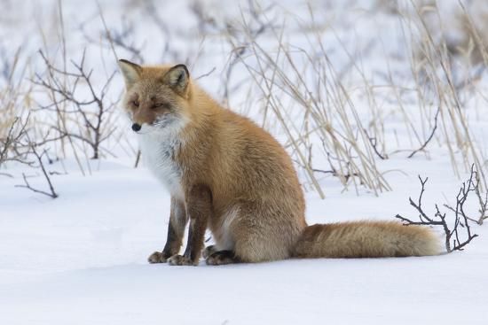 Red Fox Sitting In Snow Photographic Print Darrell Gulin Art Com