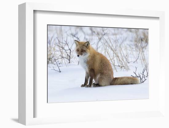 Red fox sitting in snow-Darrell Gulin-Framed Photographic Print