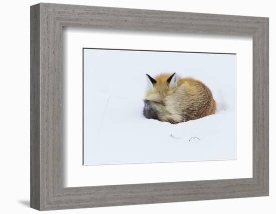 Red Fox sleeping curled up in the snow, Grand teton National Park, Wyoming.-Ken Archer-Framed Photographic Print