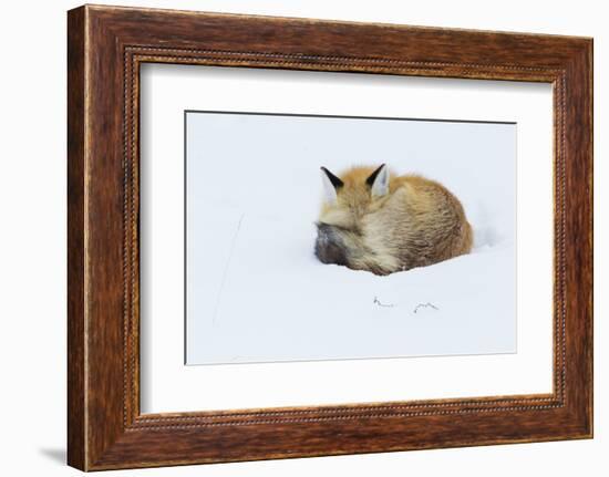 Red Fox sleeping curled up in the snow, Grand teton National Park, Wyoming.-Ken Archer-Framed Photographic Print