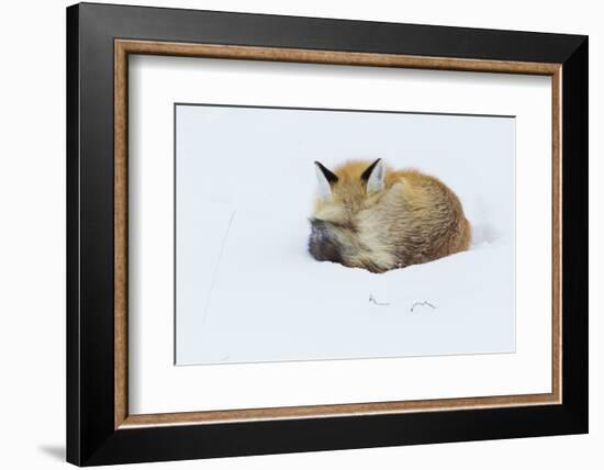 Red Fox sleeping curled up in the snow, Grand teton National Park, Wyoming.-Ken Archer-Framed Photographic Print