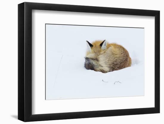 Red Fox sleeping curled up in the snow, Grand teton National Park, Wyoming.-Ken Archer-Framed Photographic Print
