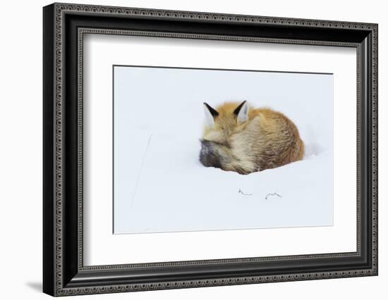 Red Fox sleeping curled up in the snow, Grand teton National Park, Wyoming.-Ken Archer-Framed Photographic Print