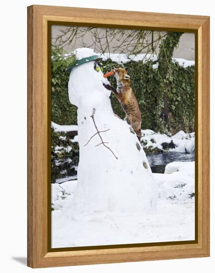 Red Fox Stealing Snowman's Nose in Winter Snow-null-Framed Premier Image Canvas