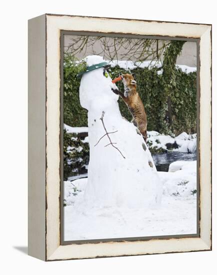 Red Fox Stealing Snowman's Nose in Winter Snow-null-Framed Premier Image Canvas