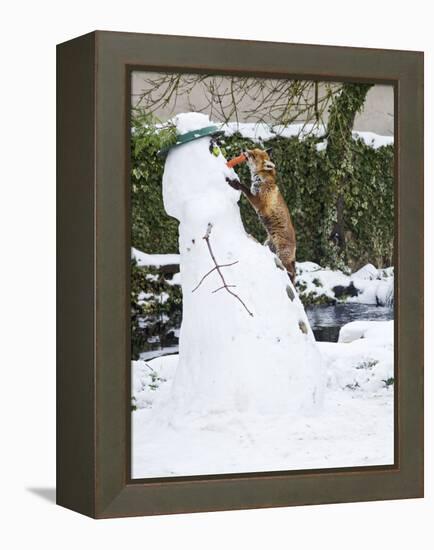 Red Fox Stealing Snowman's Nose in Winter Snow-null-Framed Premier Image Canvas