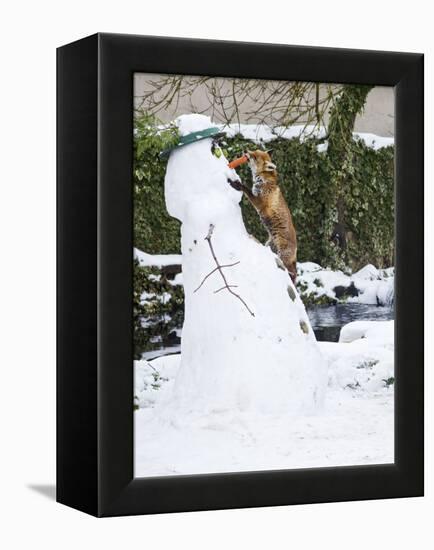 Red Fox Stealing Snowman's Nose in Winter Snow-null-Framed Premier Image Canvas