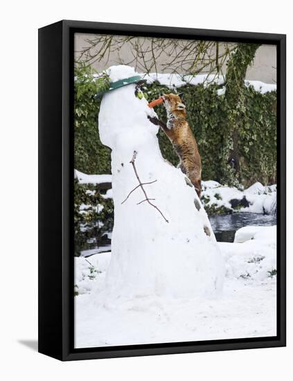 Red Fox Stealing Snowman's Nose in Winter Snow-null-Framed Premier Image Canvas