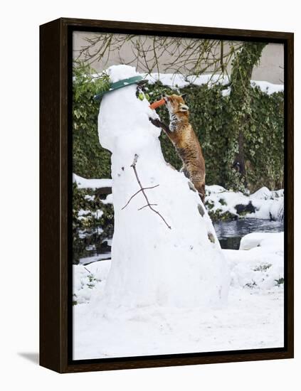Red Fox Stealing Snowman's Nose in Winter Snow-null-Framed Premier Image Canvas