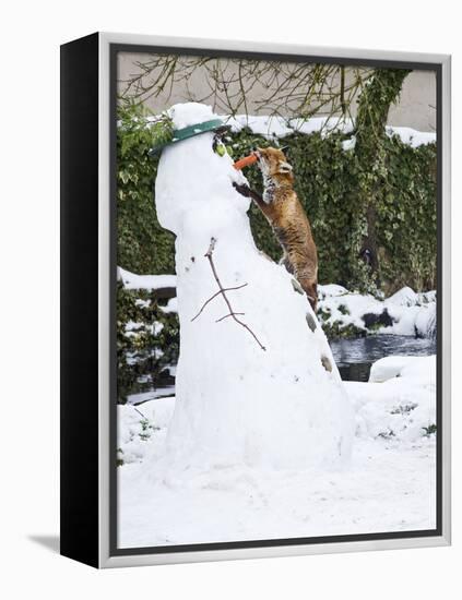 Red Fox Stealing Snowman's Nose in Winter Snow-null-Framed Premier Image Canvas