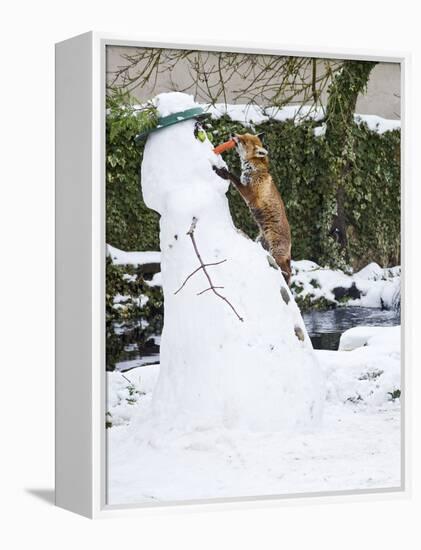 Red Fox Stealing Snowman's Nose in Winter Snow-null-Framed Premier Image Canvas