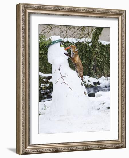 Red Fox Stealing Snowman's Nose in Winter Snow-null-Framed Photographic Print