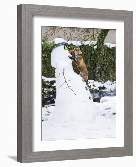 Red Fox Stealing Snowman's Nose in Winter Snow-null-Framed Photographic Print