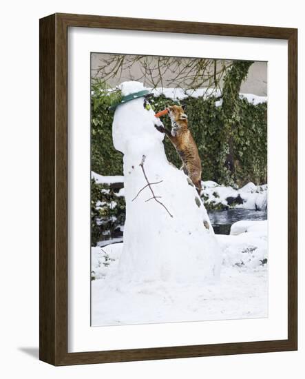 Red Fox Stealing Snowman's Nose in Winter Snow-null-Framed Photographic Print