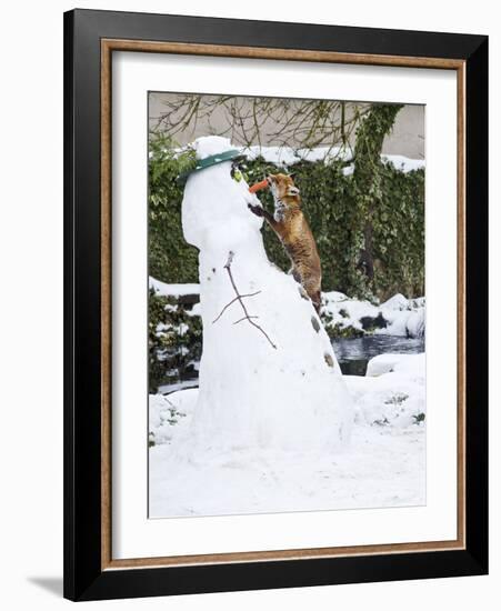 Red Fox Stealing Snowman's Nose in Winter Snow-null-Framed Photographic Print