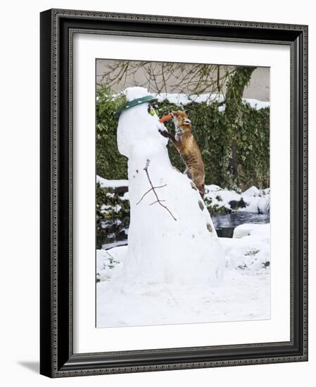 Red Fox Stealing Snowman's Nose in Winter Snow-null-Framed Photographic Print