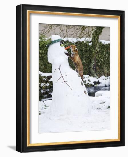 Red Fox Stealing Snowman's Nose in Winter Snow-null-Framed Photographic Print