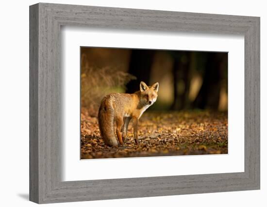 Red Fox. the Species Has a Long History of Association with Humans.The Red Fox is One of the Most I-Milan Zygmunt-Framed Photographic Print