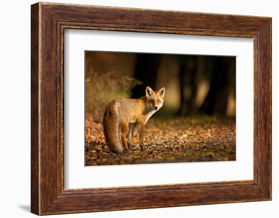 Red Fox. the Species Has a Long History of Association with Humans.The Red Fox is One of the Most I-Milan Zygmunt-Framed Photographic Print