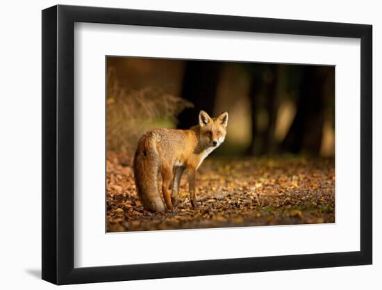 Red Fox. the Species Has a Long History of Association with Humans.The Red Fox is One of the Most I-Milan Zygmunt-Framed Photographic Print