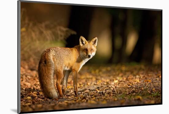 Red Fox. the Species Has a Long History of Association with Humans.The Red Fox is One of the Most I-Milan Zygmunt-Mounted Photographic Print