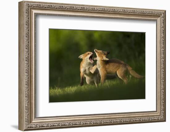 Red fox, two cubs play fighting. Sheffield, England, UK-Paul Hobson-Framed Photographic Print