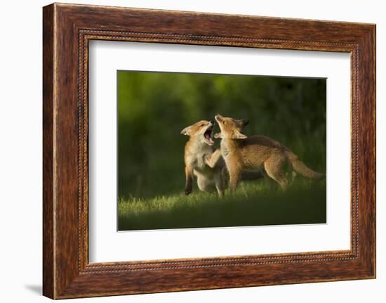 Red fox, two cubs play fighting. Sheffield, England, UK-Paul Hobson-Framed Photographic Print