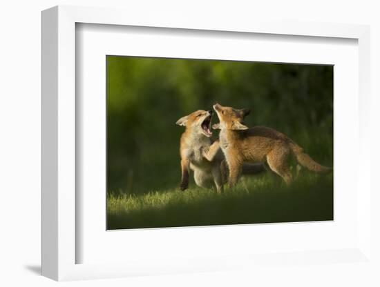 Red fox, two cubs play fighting. Sheffield, England, UK-Paul Hobson-Framed Photographic Print