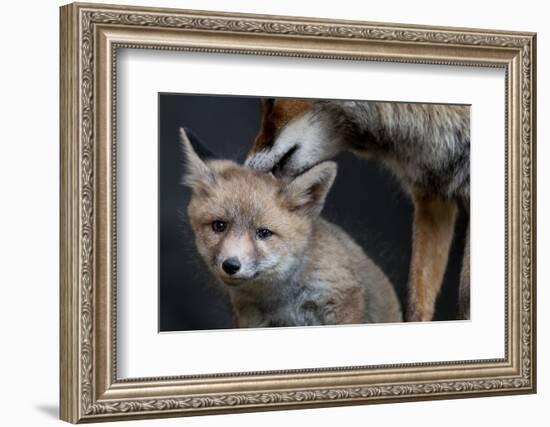 Red fox vixen grooming cub, Sado Estuary, Portugal-Pedro Narra-Framed Photographic Print