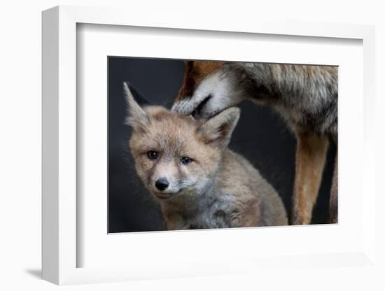 Red fox vixen grooming cub, Sado Estuary, Portugal-Pedro Narra-Framed Photographic Print