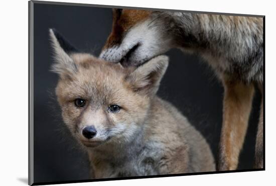 Red fox vixen grooming cub, Sado Estuary, Portugal-Pedro Narra-Mounted Photographic Print