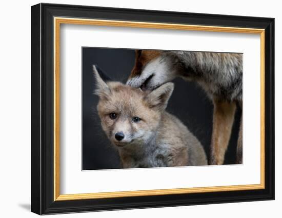 Red fox vixen grooming cub, Sado Estuary, Portugal-Pedro Narra-Framed Photographic Print