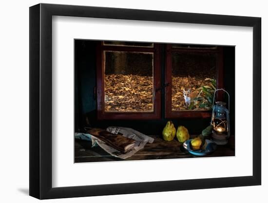 Red fox vixen looking in through window of cottage, Hungary-Milan Radisics-Framed Photographic Print