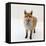 Red Fox Vixen Panting, UK-Jane Burton-Framed Premier Image Canvas