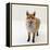 Red Fox Vixen Panting, UK-Jane Burton-Framed Premier Image Canvas