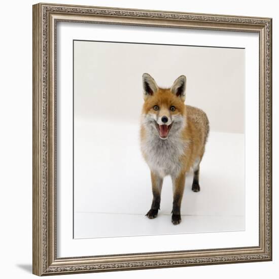 Red Fox Vixen Panting, UK-Jane Burton-Framed Photographic Print