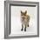 Red Fox Vixen Panting, UK-Jane Burton-Framed Photographic Print