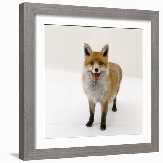 Red Fox Vixen Panting, UK-Jane Burton-Framed Photographic Print
