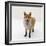 Red Fox Vixen Panting, UK-Jane Burton-Framed Photographic Print