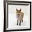 Red Fox Vixen Panting, UK-Jane Burton-Framed Photographic Print