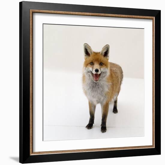 Red Fox Vixen Panting, UK-Jane Burton-Framed Photographic Print