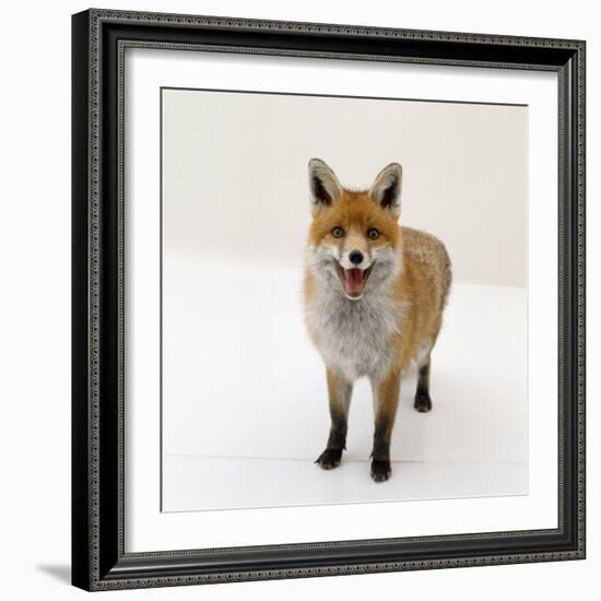 Red Fox Vixen Panting, UK-Jane Burton-Framed Photographic Print