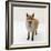 Red Fox Vixen Panting, UK-Jane Burton-Framed Photographic Print