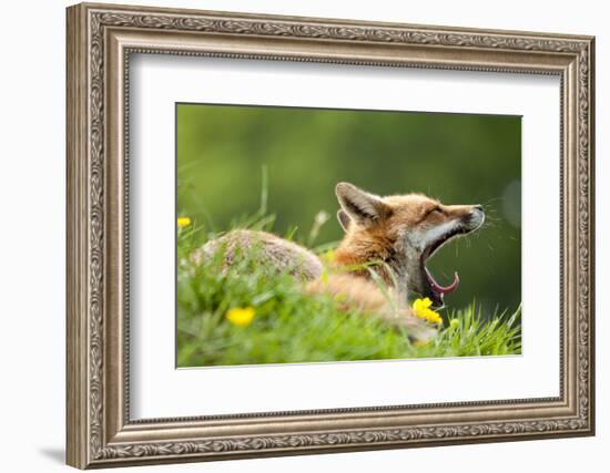 Red fox vixen yawning in the morning light, Lifton, Devon, UK-Ross Hoddinott-Framed Photographic Print