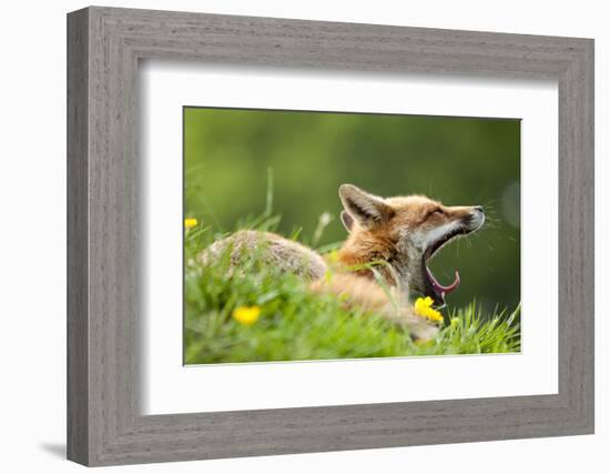 Red fox vixen yawning in the morning light, Lifton, Devon, UK-Ross Hoddinott-Framed Photographic Print