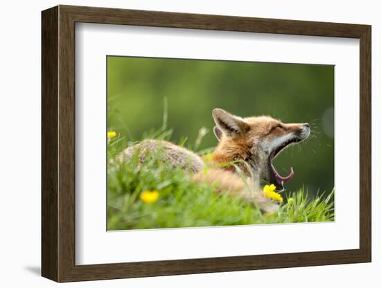 Red fox vixen yawning in the morning light, Lifton, Devon, UK-Ross Hoddinott-Framed Photographic Print