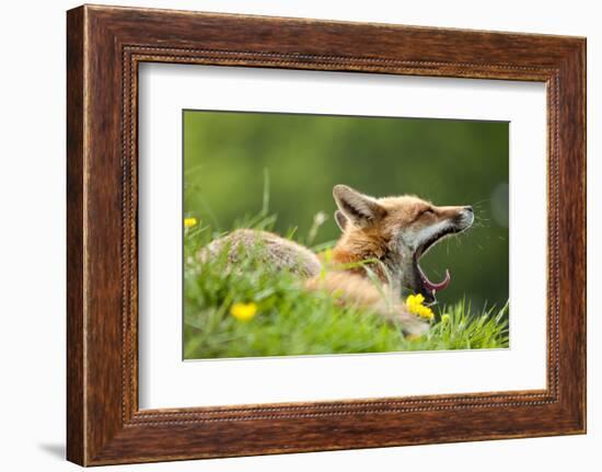 Red fox vixen yawning in the morning light, Lifton, Devon, UK-Ross Hoddinott-Framed Photographic Print