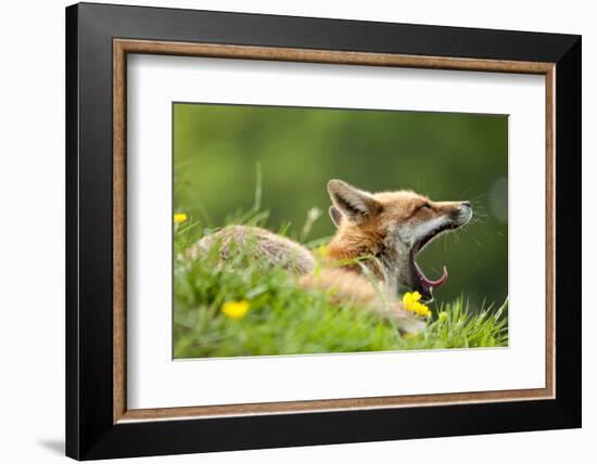 Red fox vixen yawning in the morning light, Lifton, Devon, UK-Ross Hoddinott-Framed Photographic Print